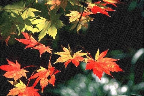 秋天的小雨